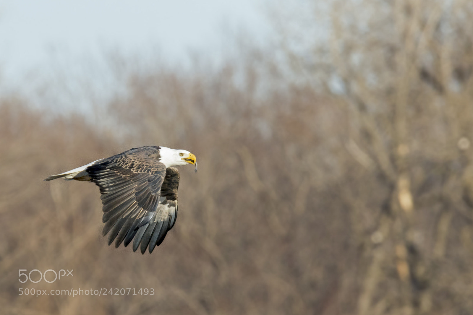 Canon EOS 7D Mark II sample photo. Bald eagle with catch photography