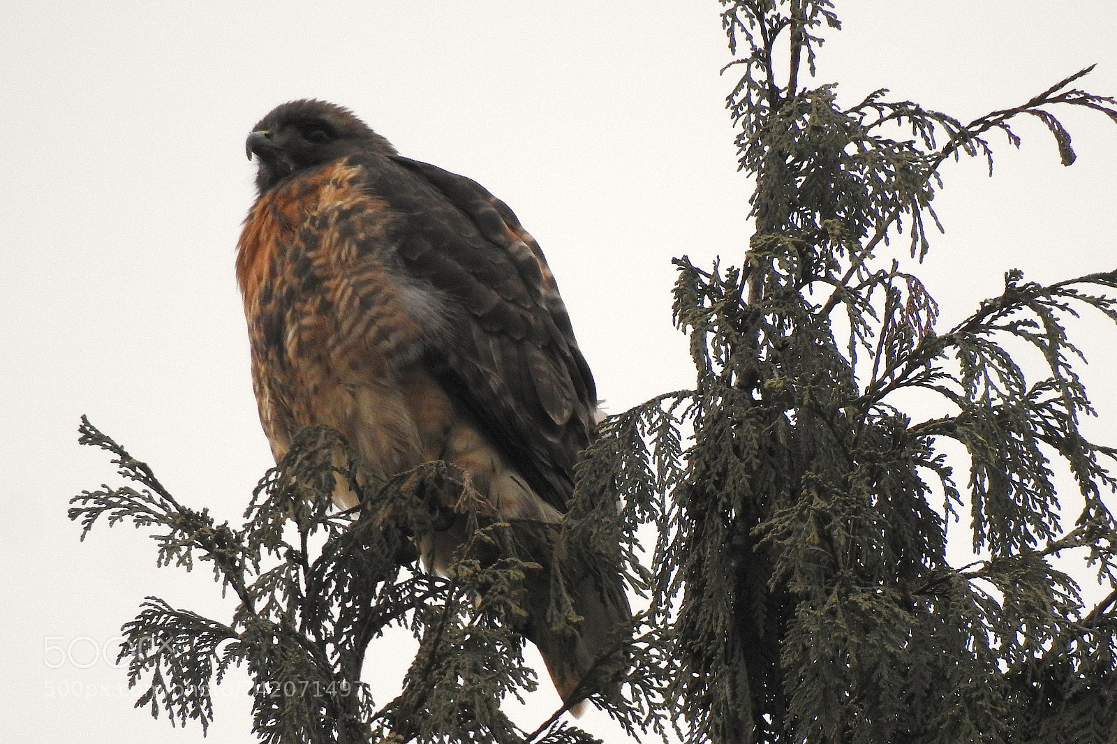 Nikon Coolpix P900 sample photo. Red-tailed hawk photography