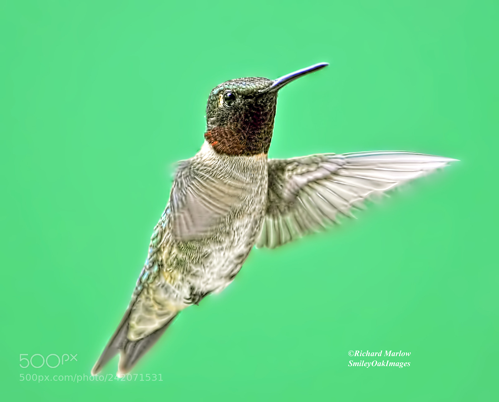 Nikon D5000 sample photo. Hummingbird photography