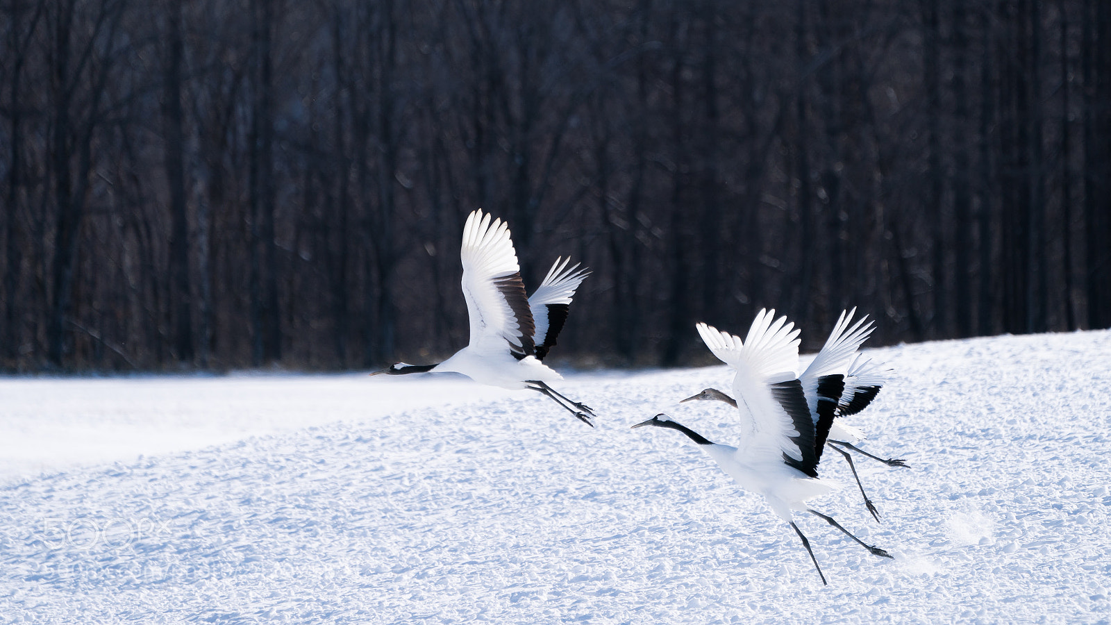 Sony a9 sample photo. Sacred cranes in japan photography