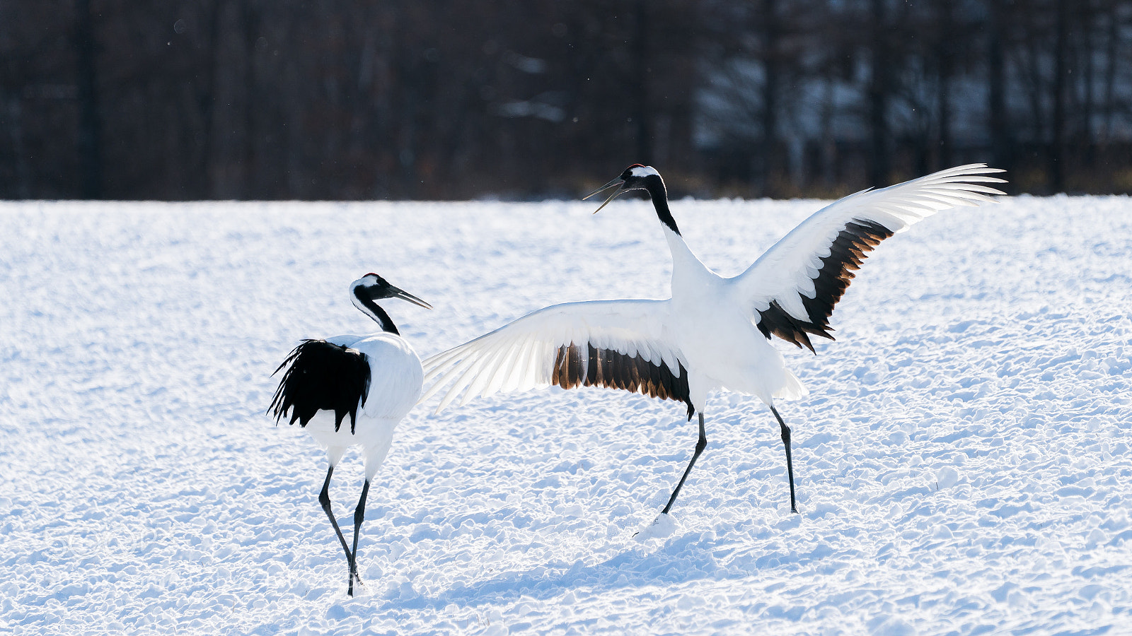Sony a9 sample photo. Sacred cranes in japan photography