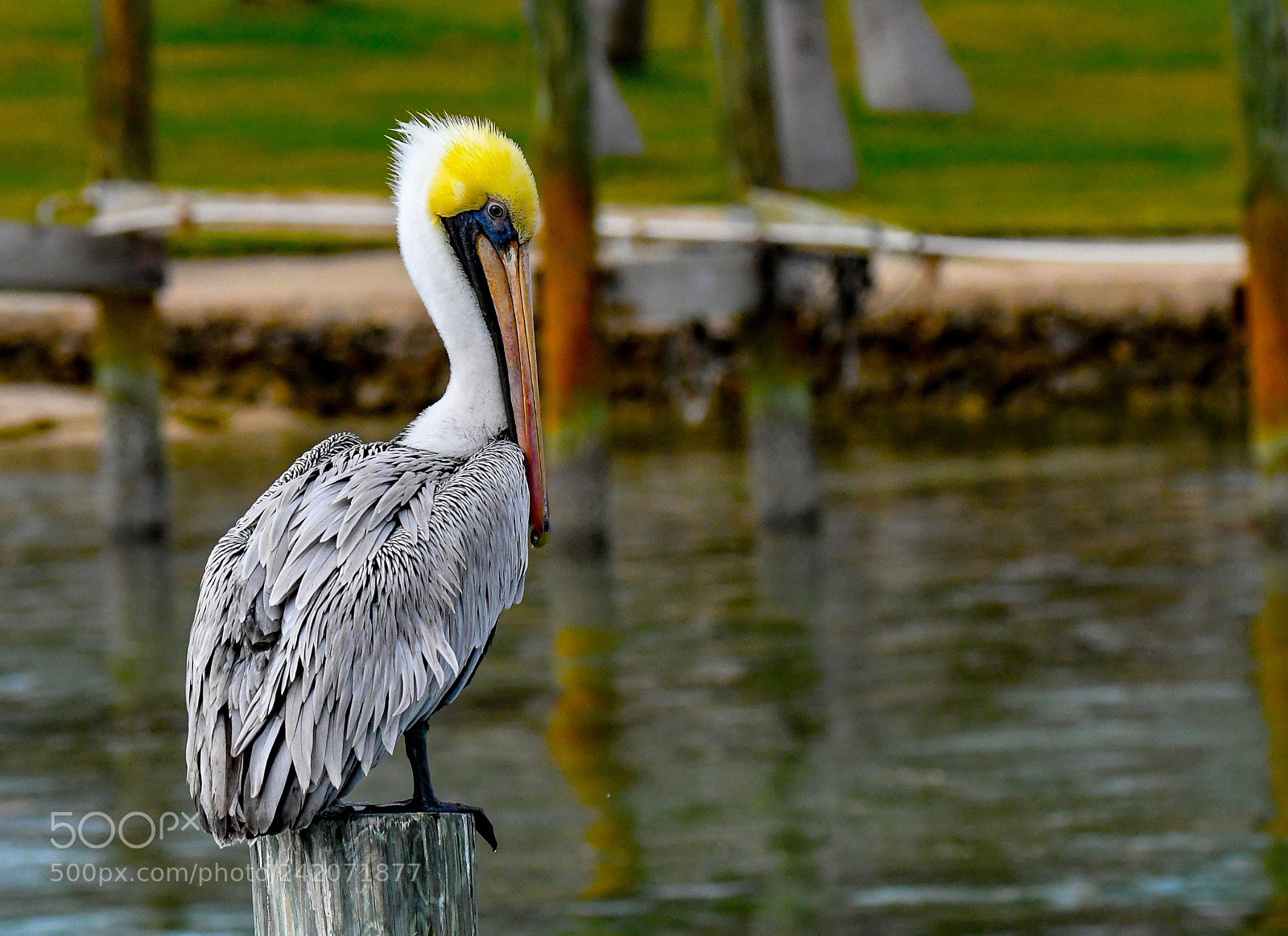 Nikon D500 sample photo. Birds of florida photography