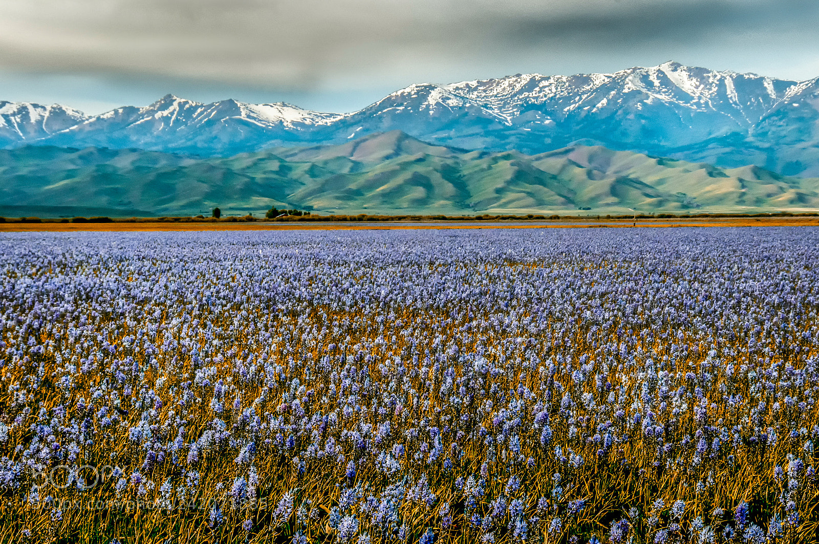 Nikon D300 sample photo. Camas prairie idaho photography