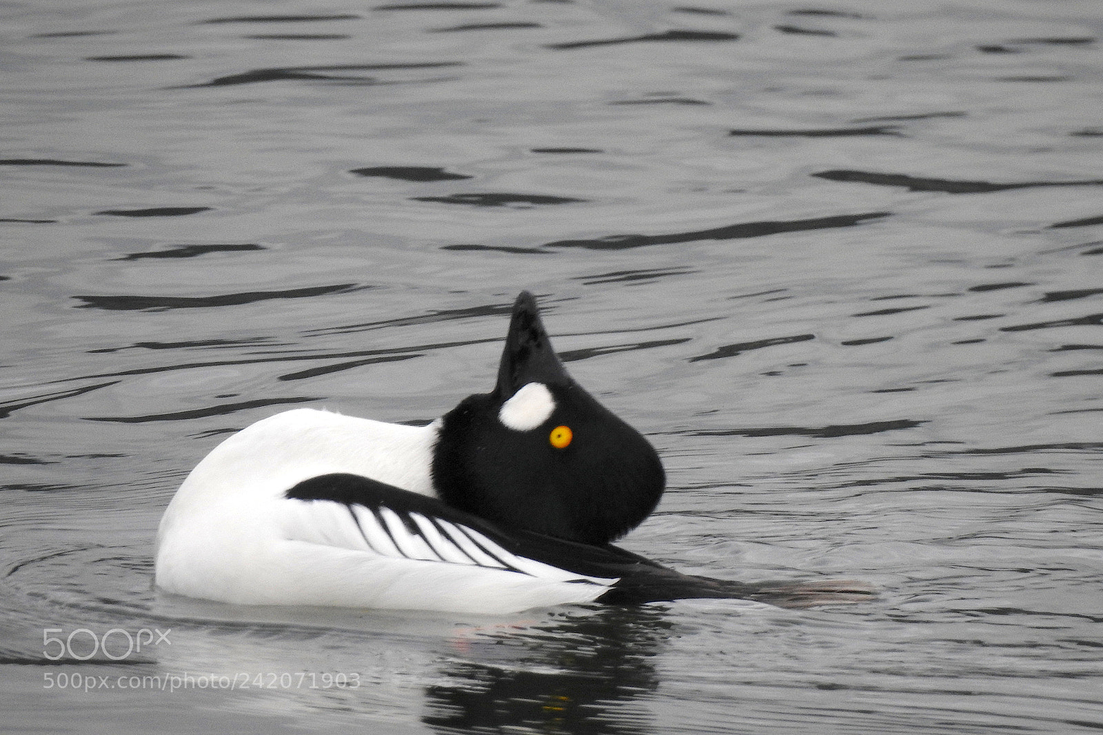 Nikon Coolpix P900 sample photo. Common goldeneye photography