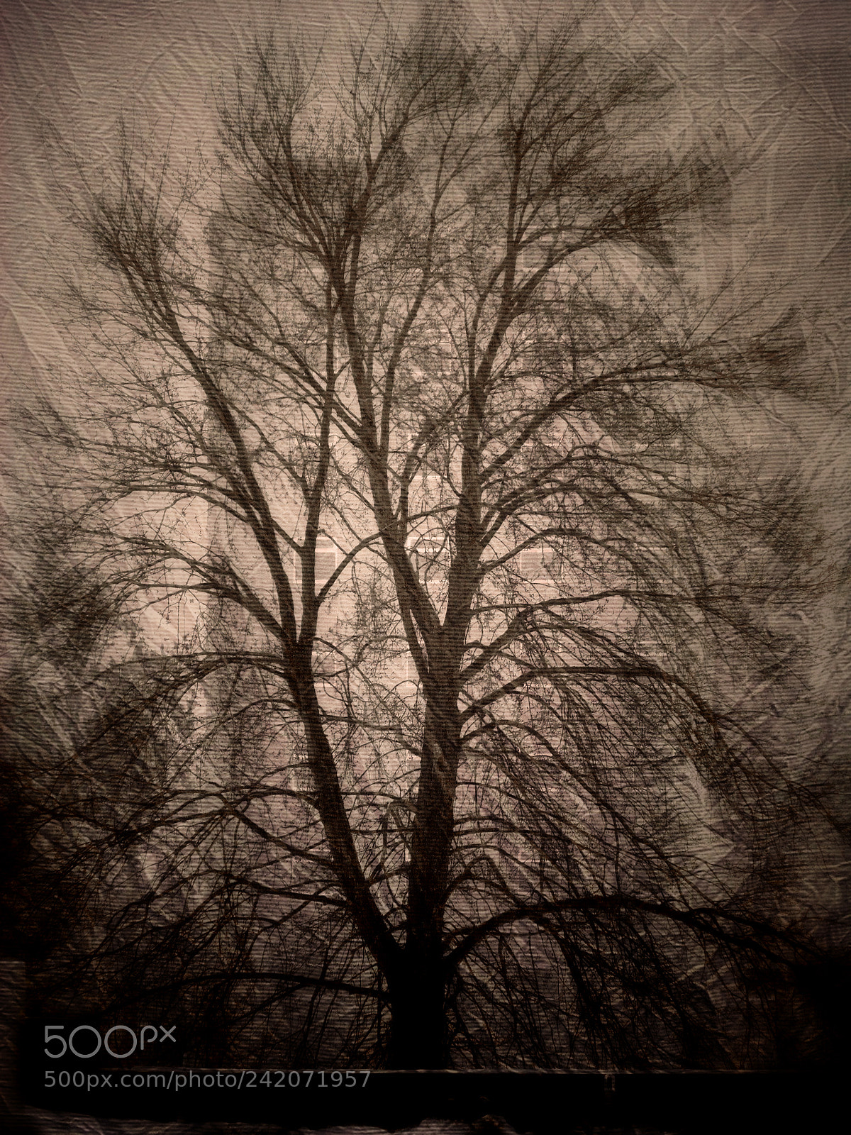 Nikon Coolpix S7000 sample photo. Misty tree. windsor, on. photography
