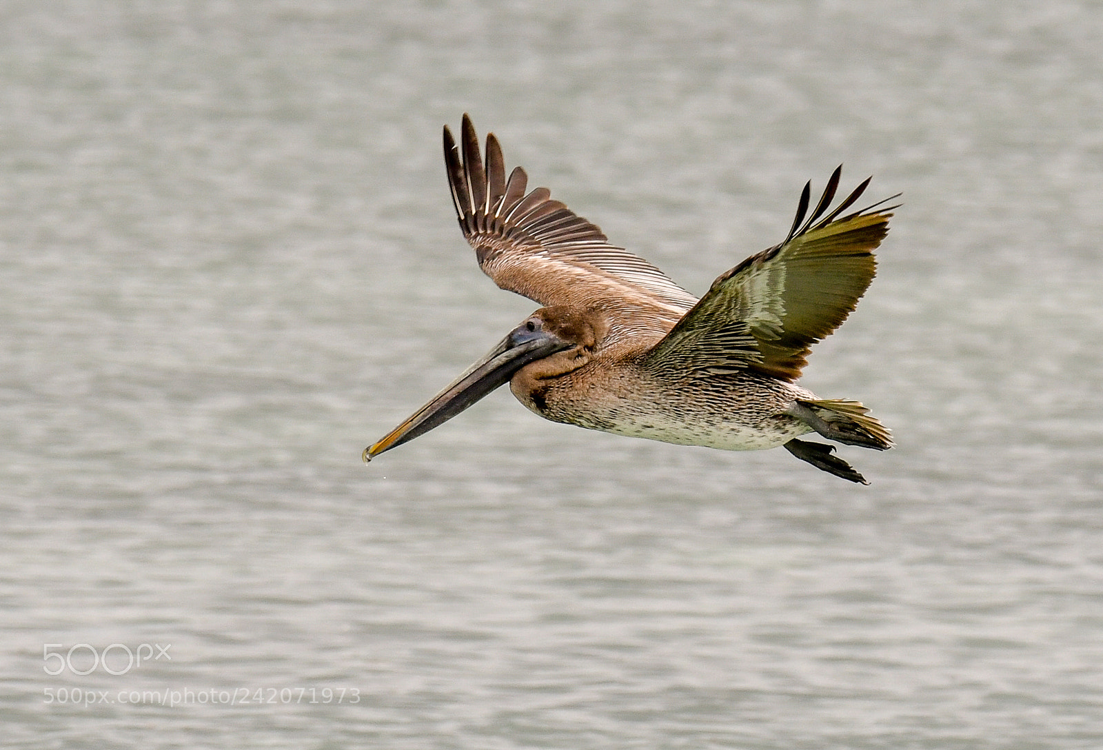 Nikon D500 sample photo. Birds of florida photography
