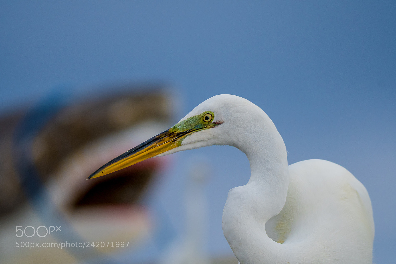 Nikon D500 sample photo. Birds (of ) photography