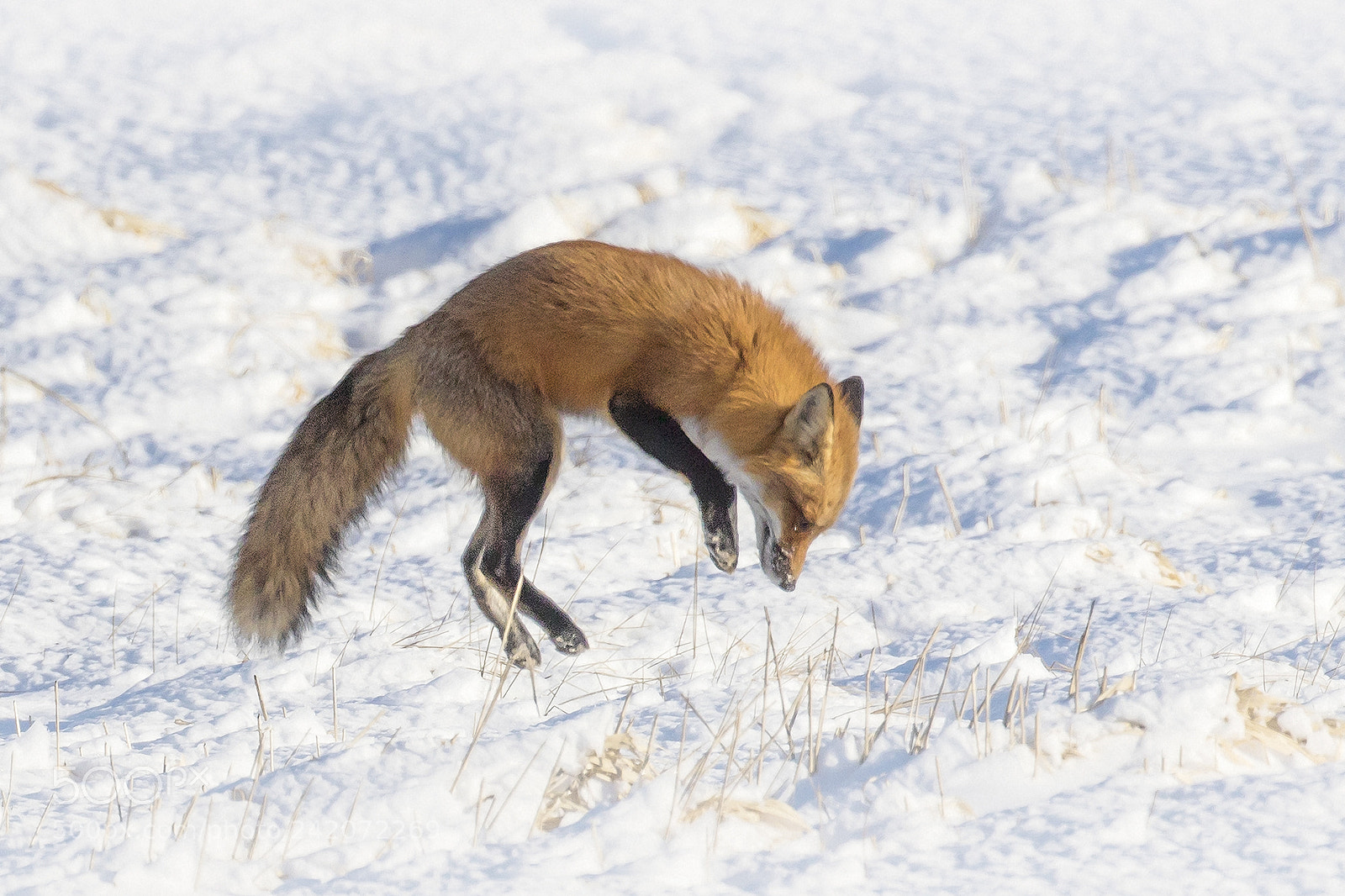 Canon EOS 7D Mark II sample photo. The pounce photography