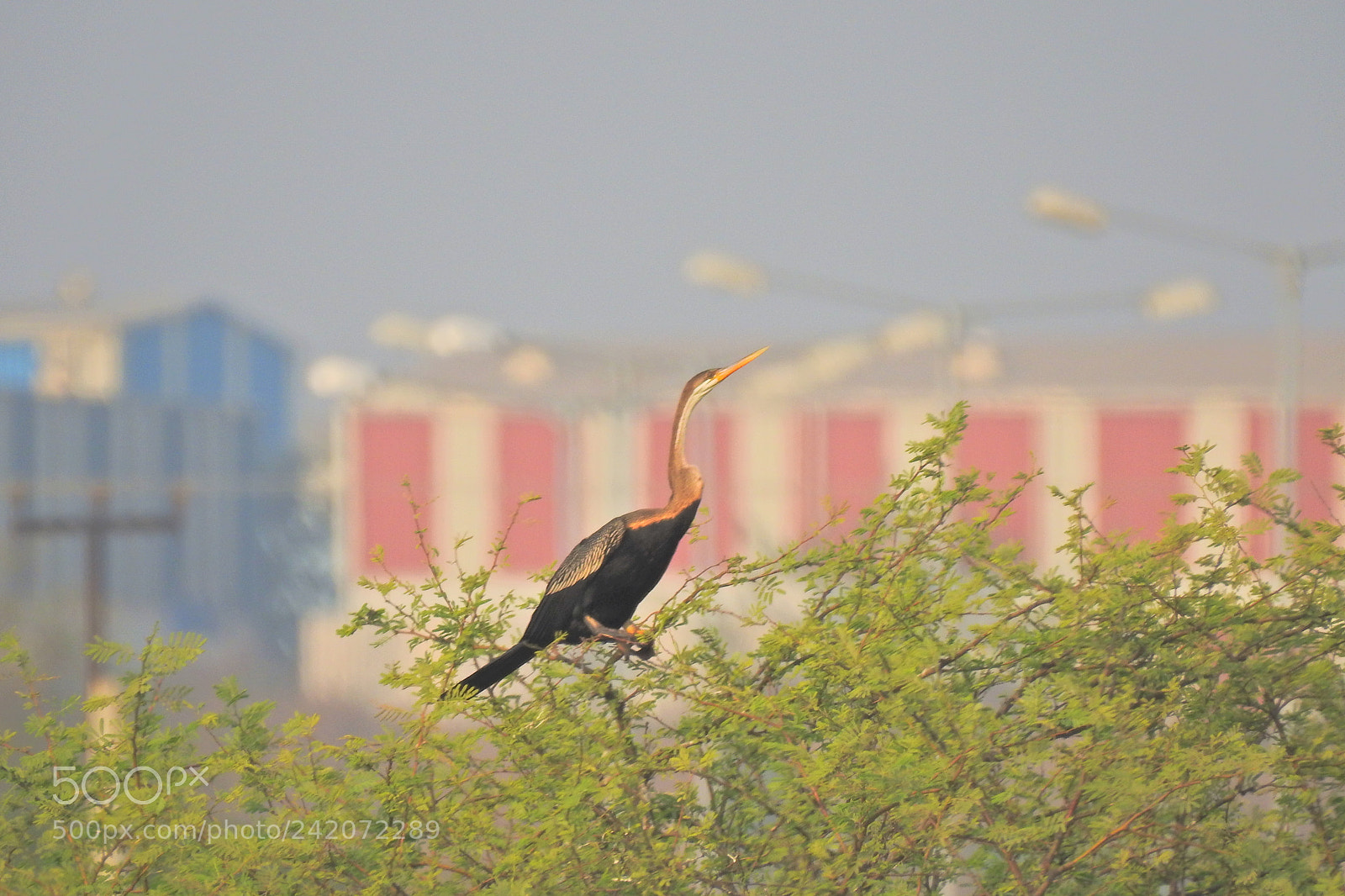 Nikon Coolpix P900 sample photo. Birds photography