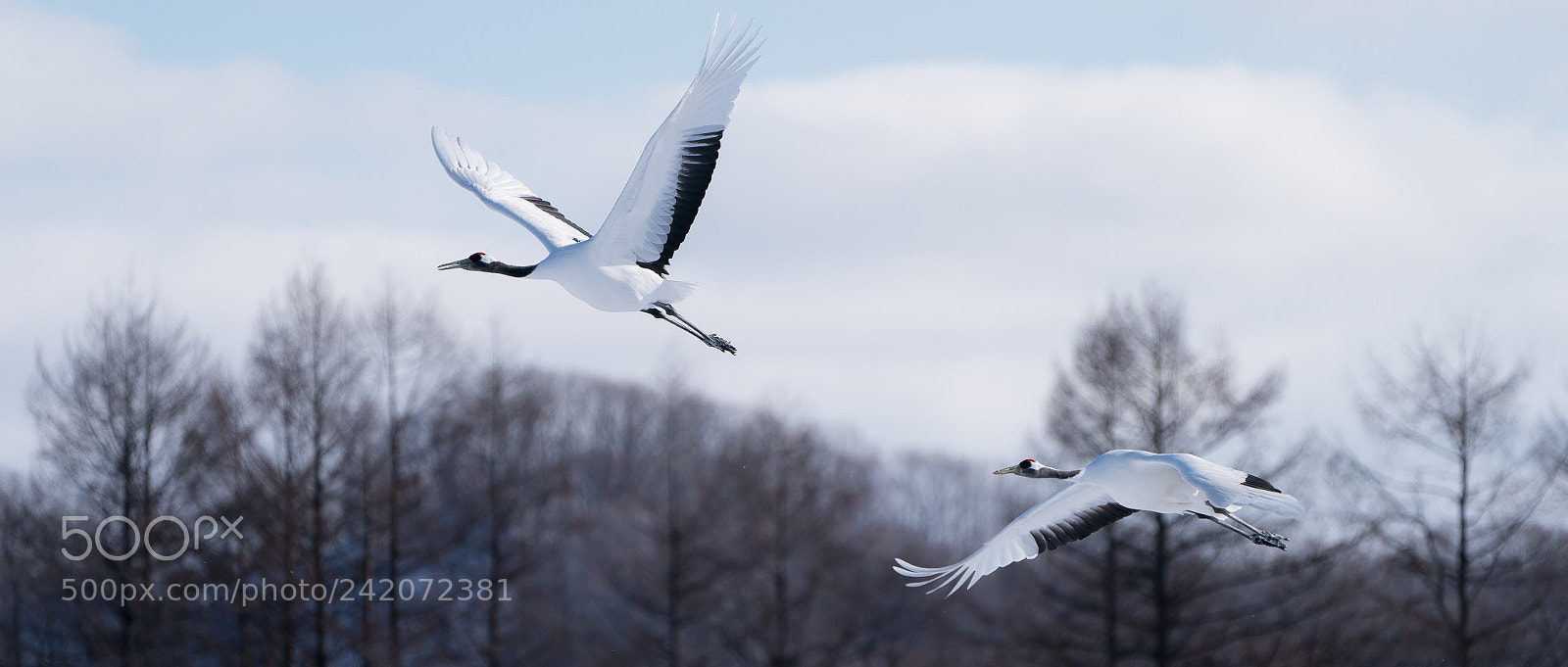Sony a9 sample photo. Sacred cranes in japan photography