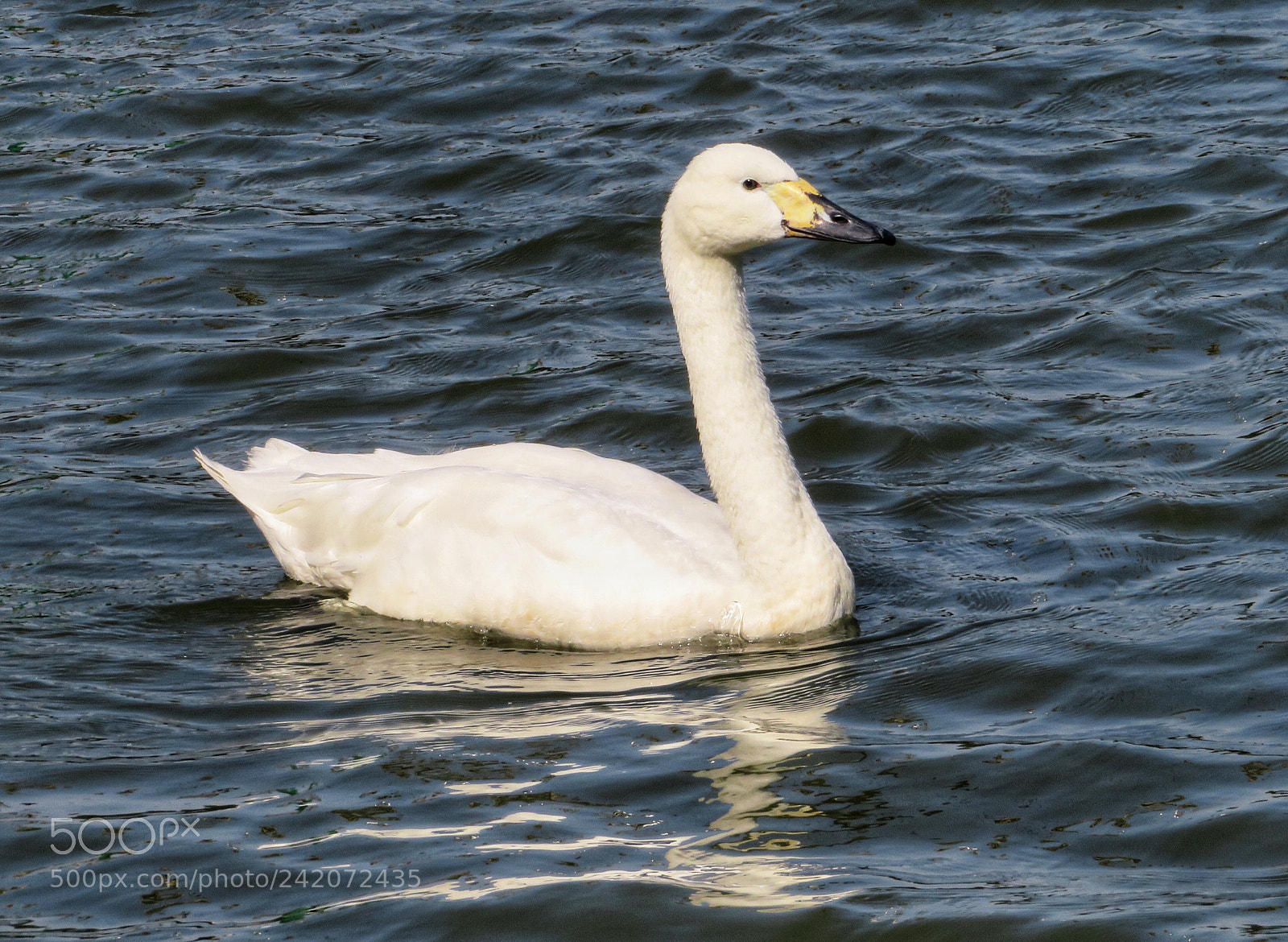 Canon PowerShot SX720 HS sample photo. Tundra swan photography