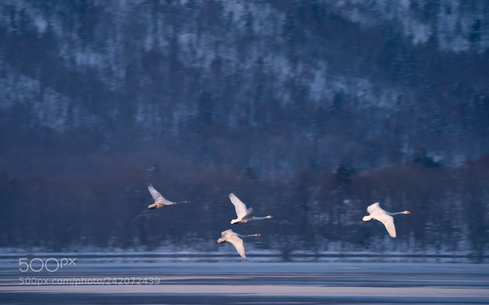 Sony a9 sample photo. Swans at lake kussharo photography