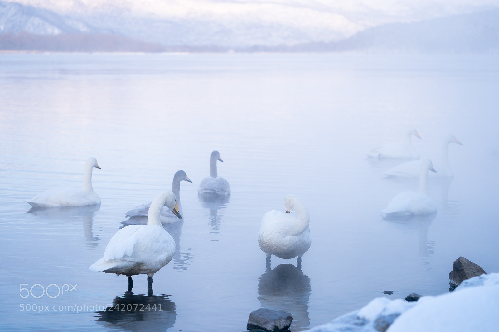 Sony a9 sample photo. Swans at lake kussharo photography