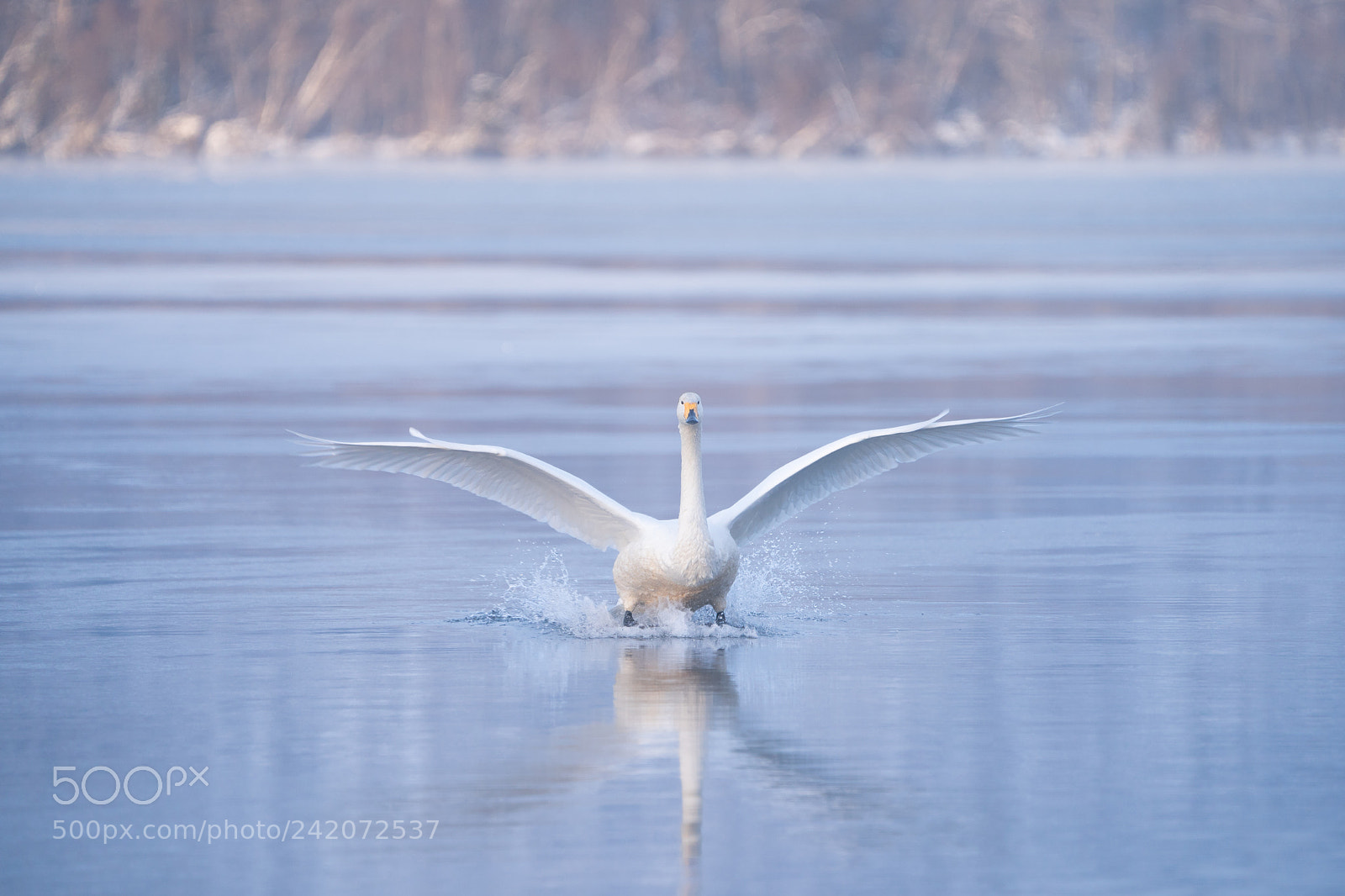 Sony a9 sample photo. Swans at lake kussharo photography