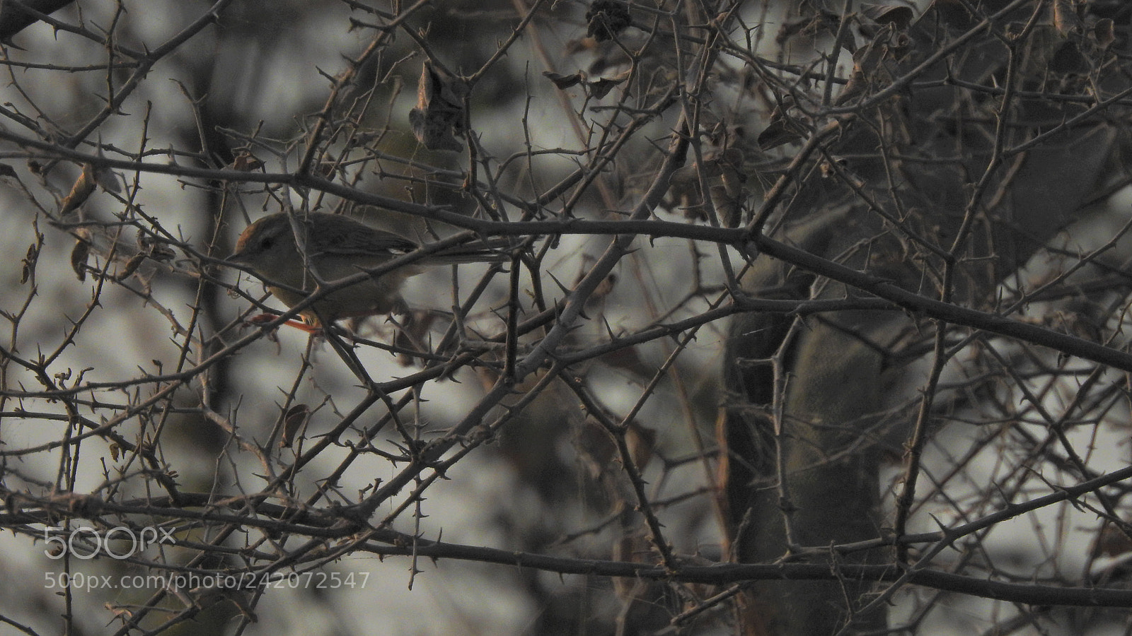 Nikon Coolpix P900 sample photo. Birds photography