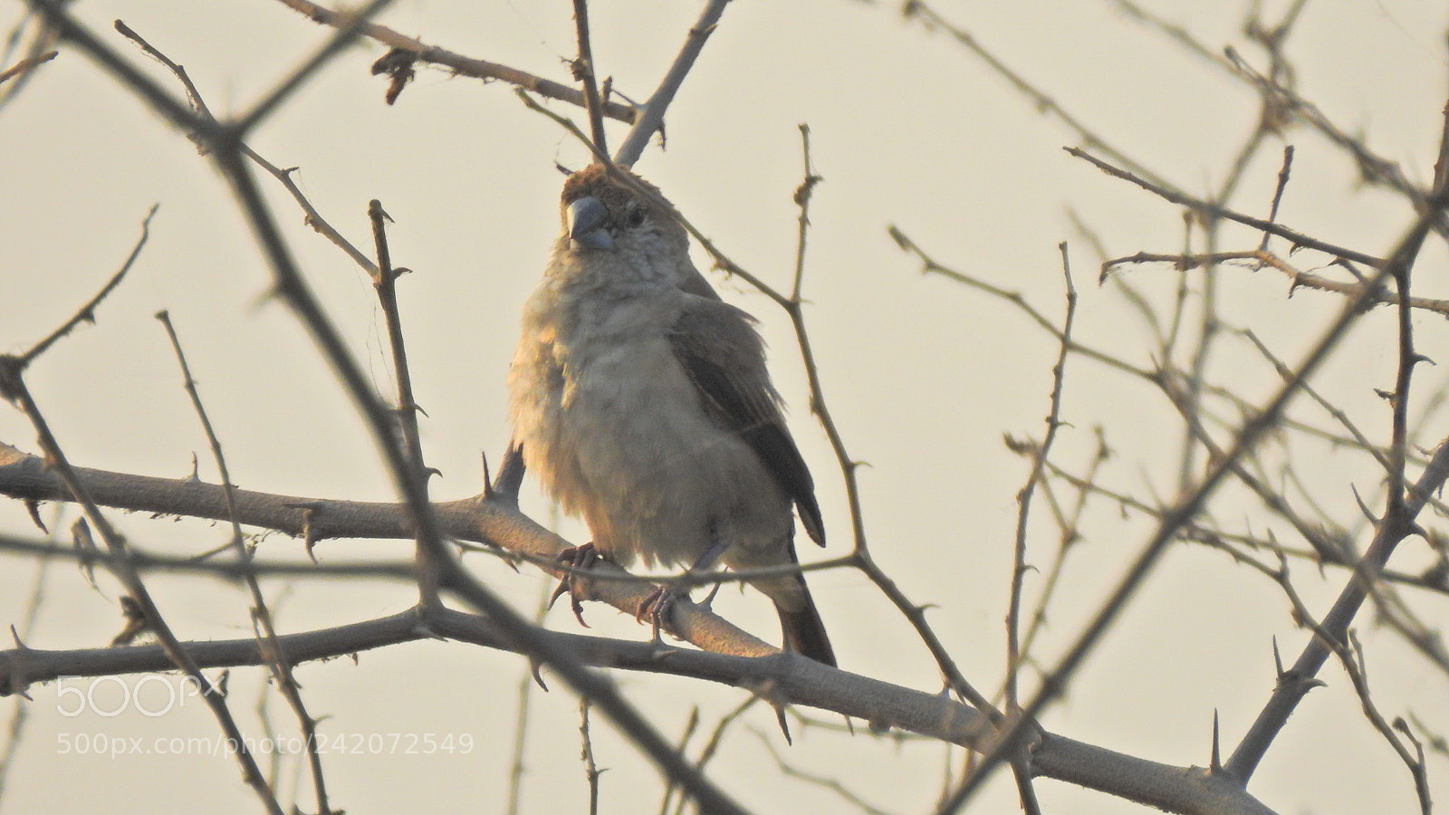 Nikon Coolpix P900 sample photo. Birds photography