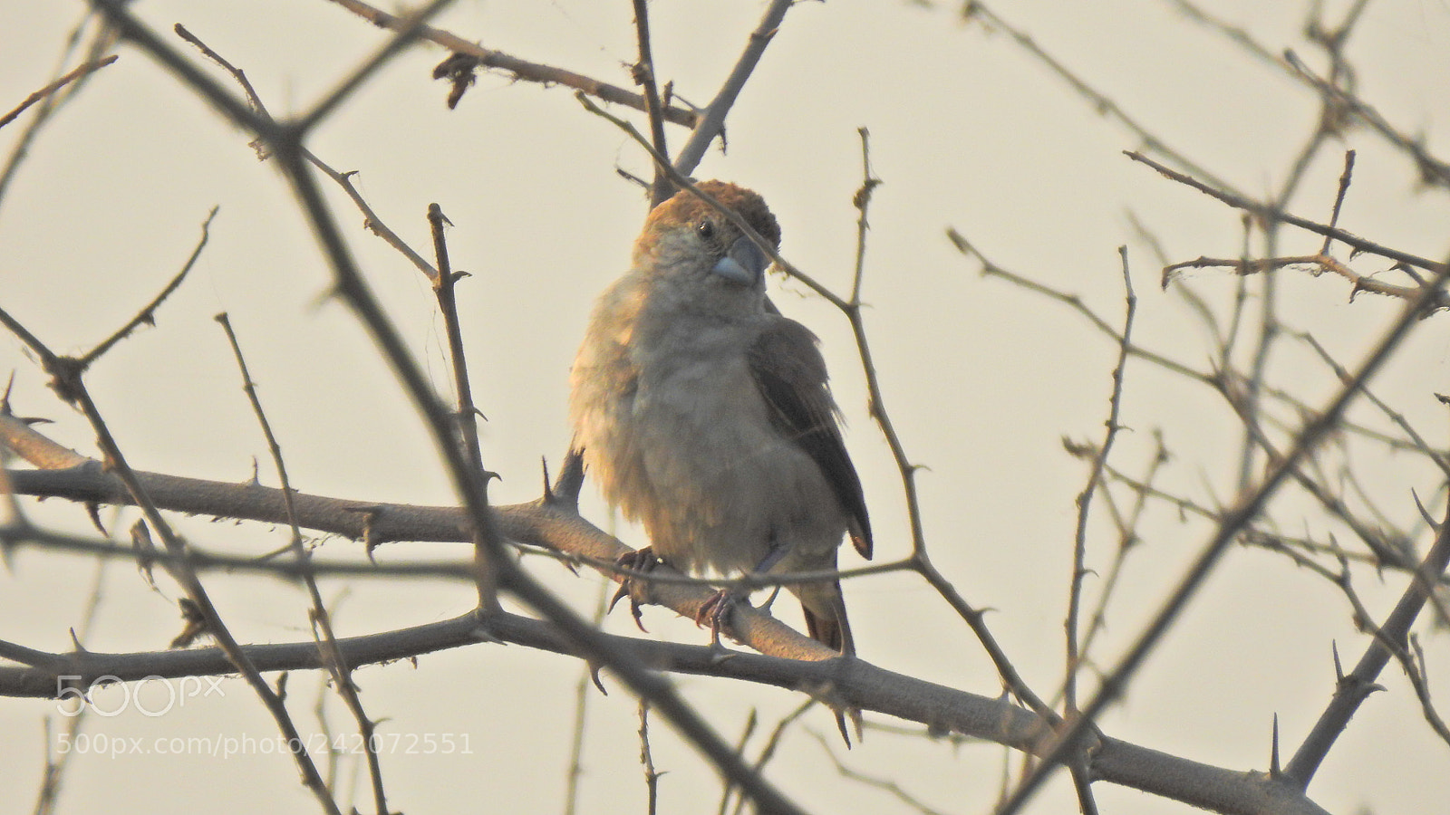 Nikon Coolpix P900 sample photo. Birds photography