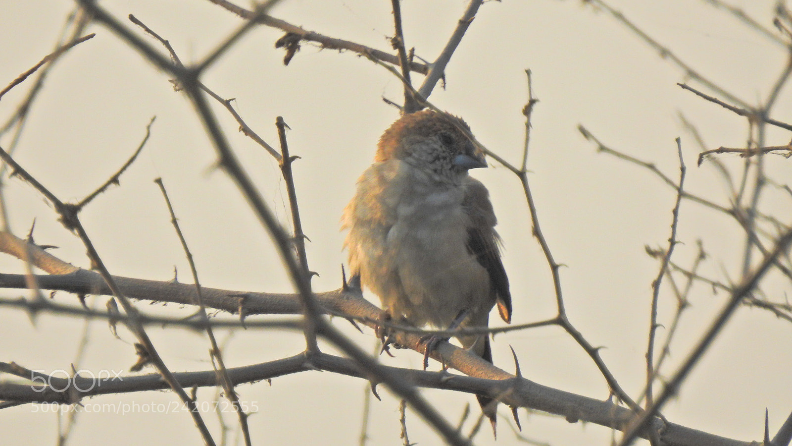 Nikon Coolpix P900 sample photo. Birds photography