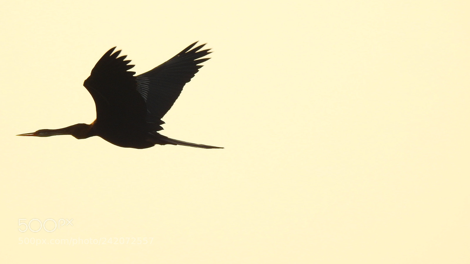 Nikon Coolpix P900 sample photo. Birds photography