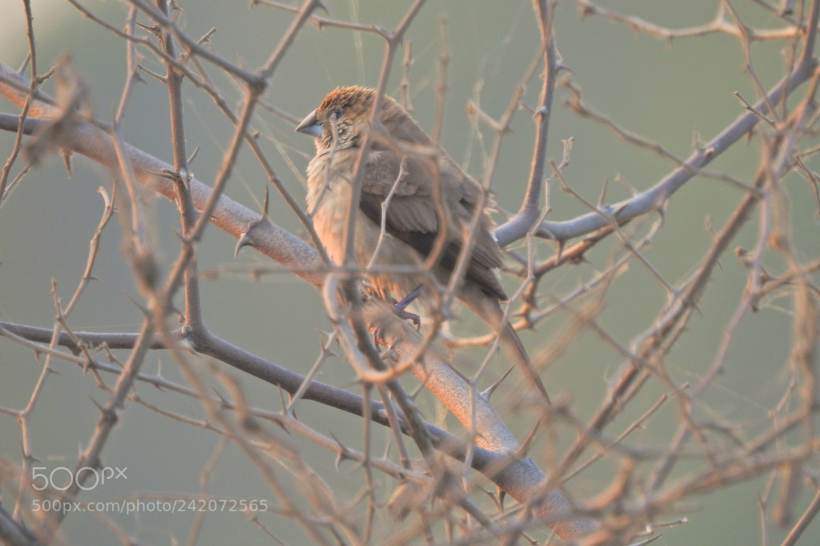 Nikon Coolpix P900 sample photo. Birds photography