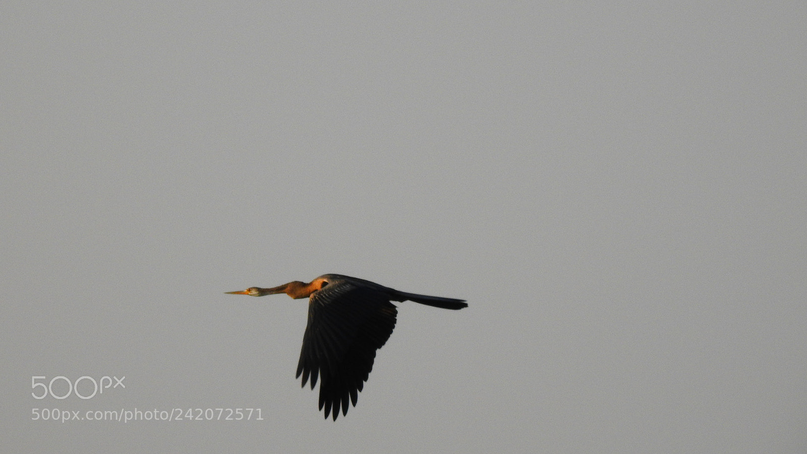 Nikon Coolpix P900 sample photo. Birds photography