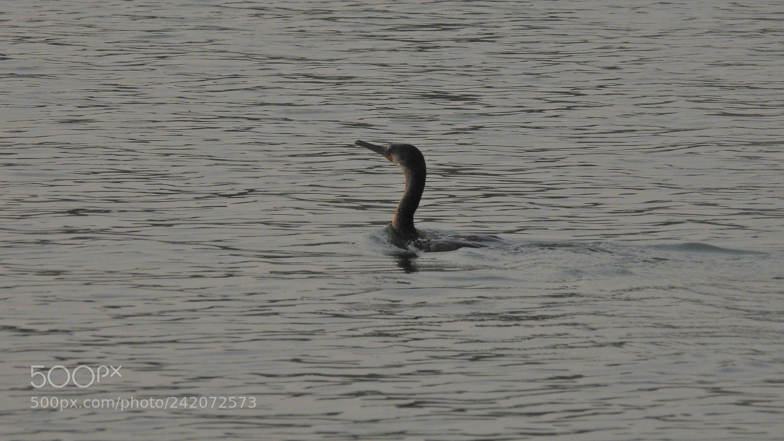 Nikon Coolpix P900 sample photo. Birds photography
