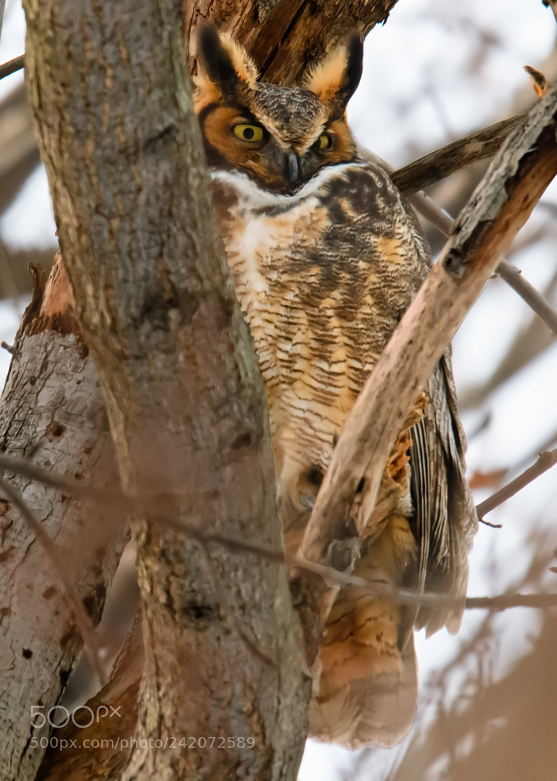 Nikon D500 sample photo. Great horned owl photography