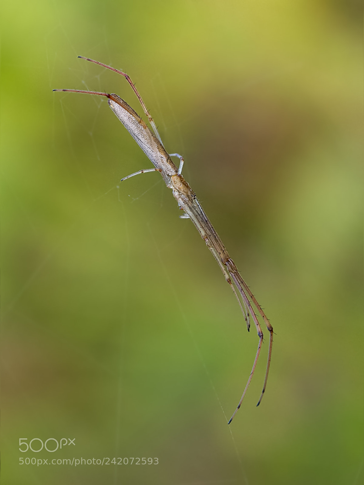 Olympus OM-D E-M1 sample photo. Spider photography