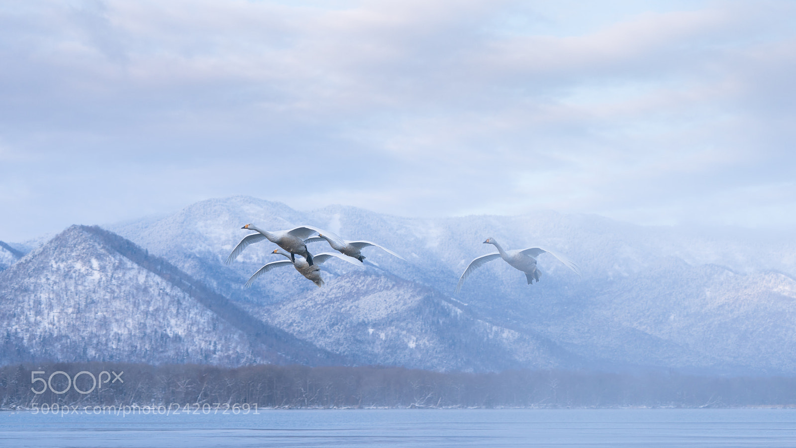 Sony a9 sample photo. Swans at lake kussharo photography