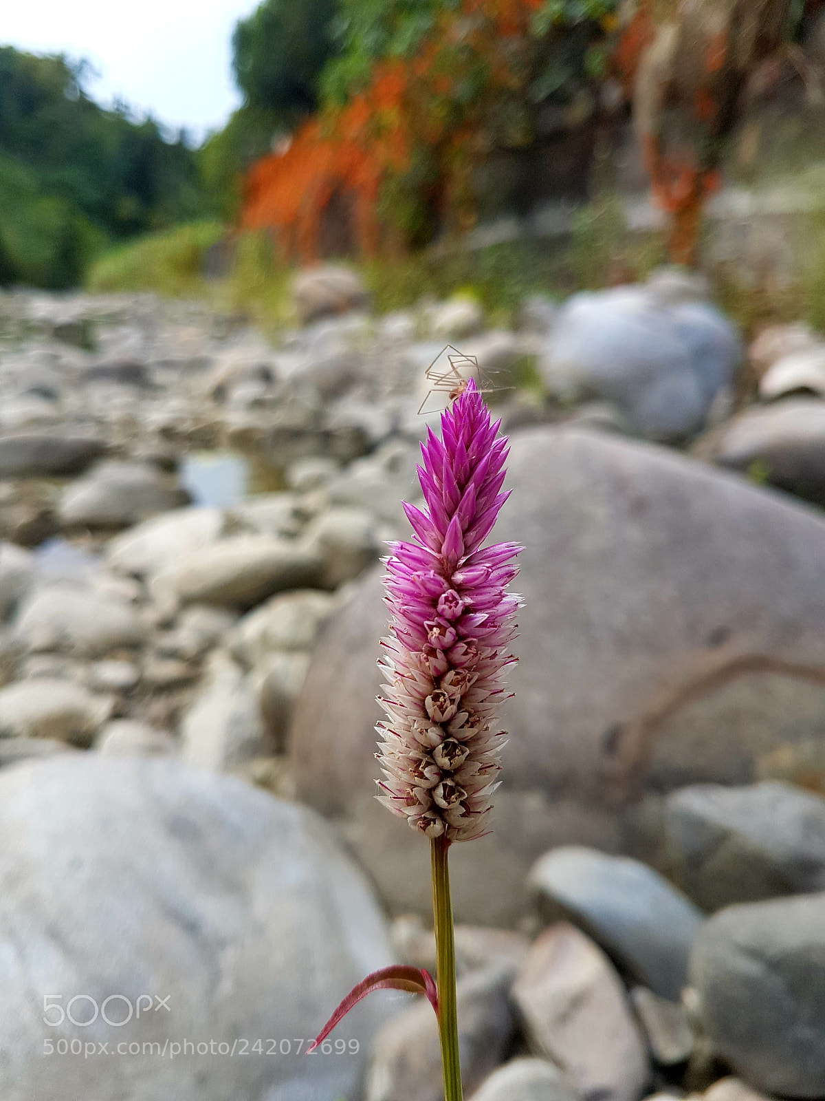 Samsung Galaxy S7 Edge sample photo. Spider photography