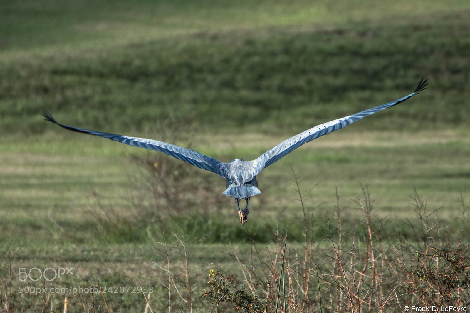 Nikon D3200 sample photo. “swoop” (2018) photography