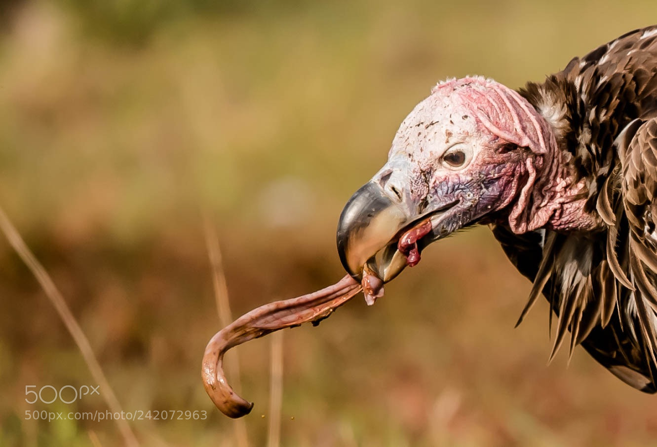 Nikon D5 sample photo. Laped faced vulture photography