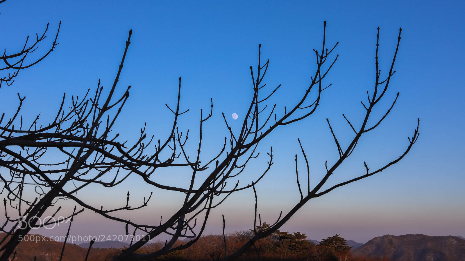 Canon EOS 6D Mark II sample photo. Untitled photography