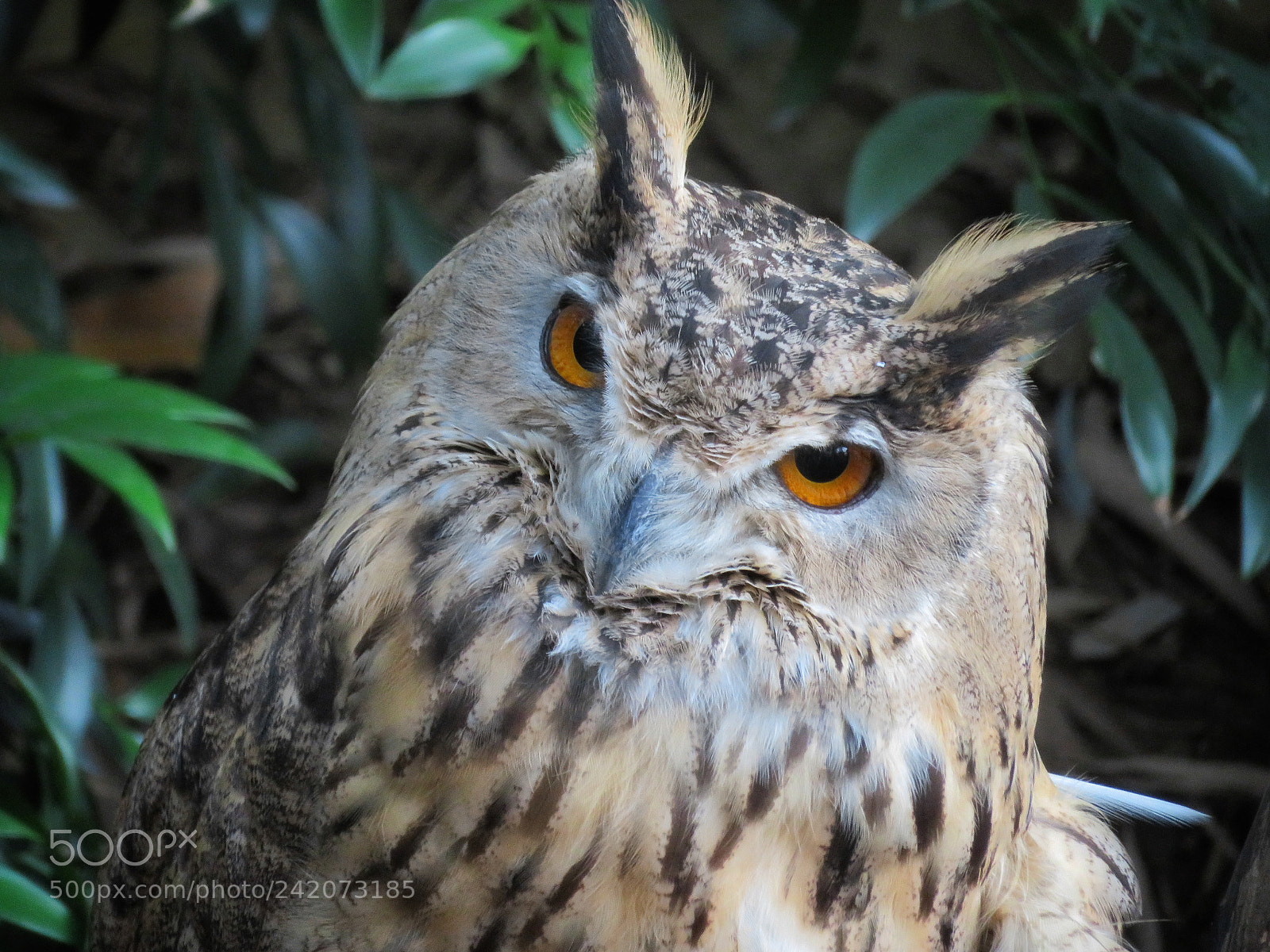 Canon PowerShot SX720 HS sample photo. Eurasian eagle owl photography