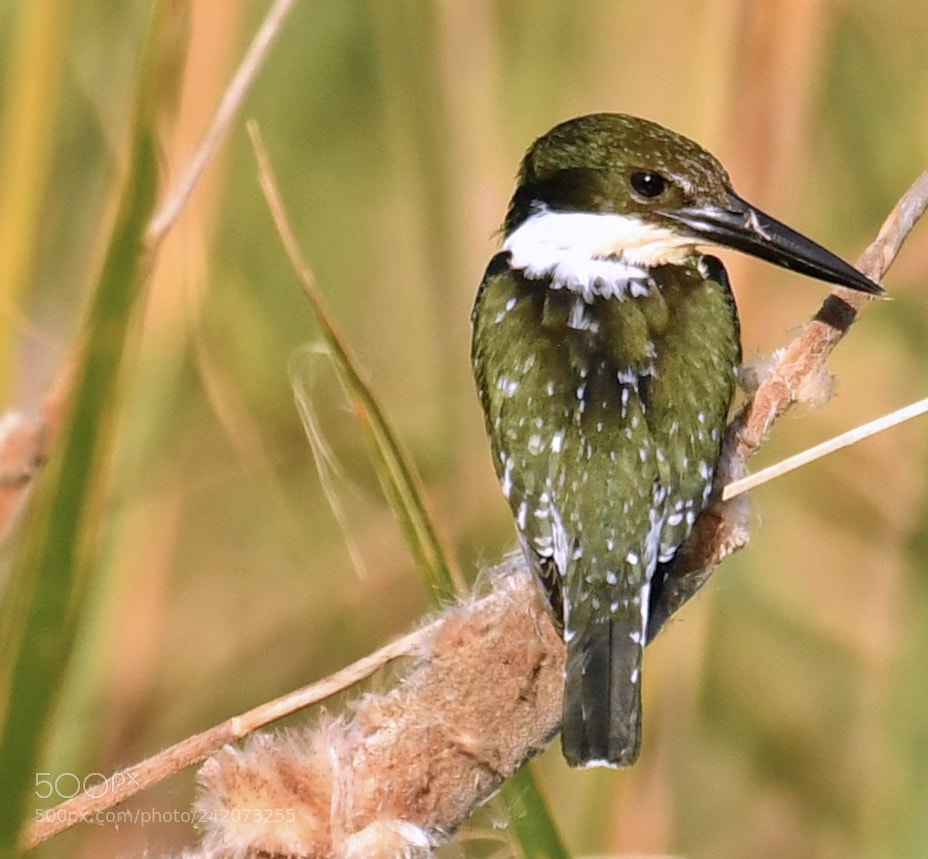 Nikon D500 sample photo. Green kingfisher photography