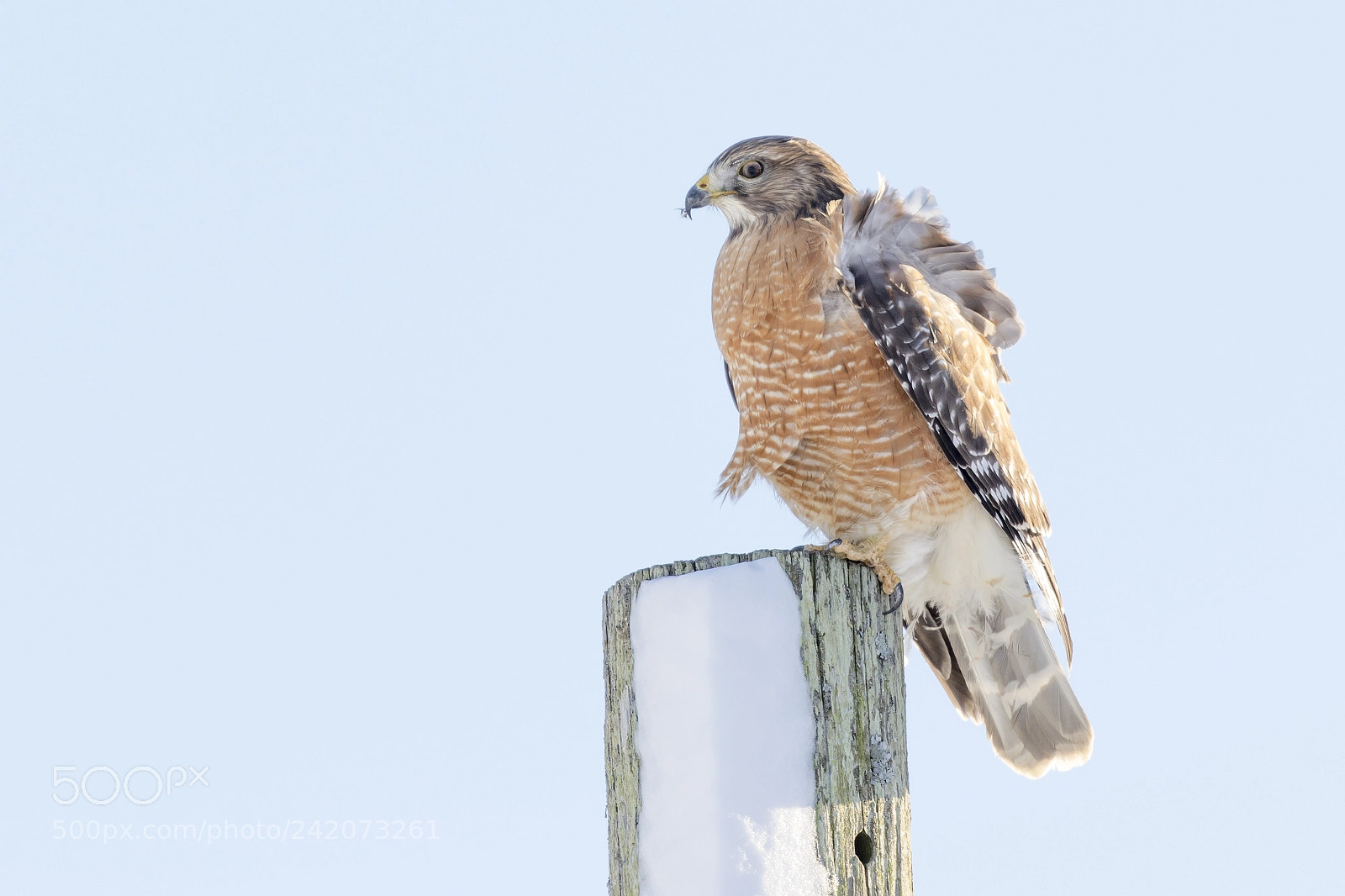 Canon EOS 7D Mark II sample photo. Sitting proudly photography