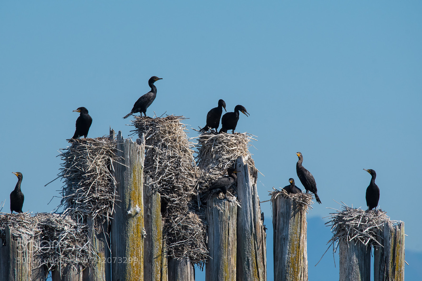 Nikon D500 sample photo. Cormorants on pilings photography