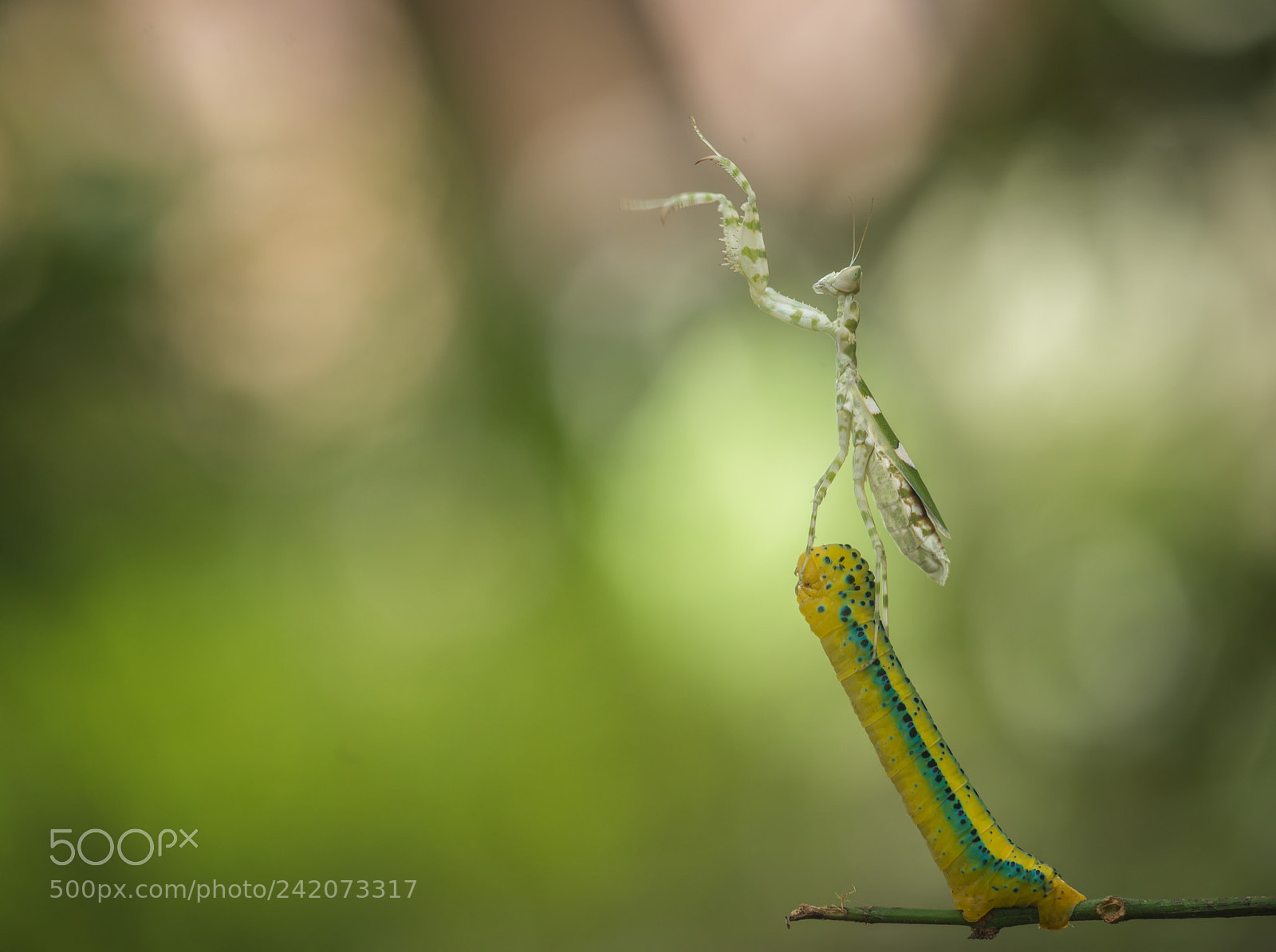 Nikon D800 sample photo. Caterpillar, mantis, orchid mantis photography