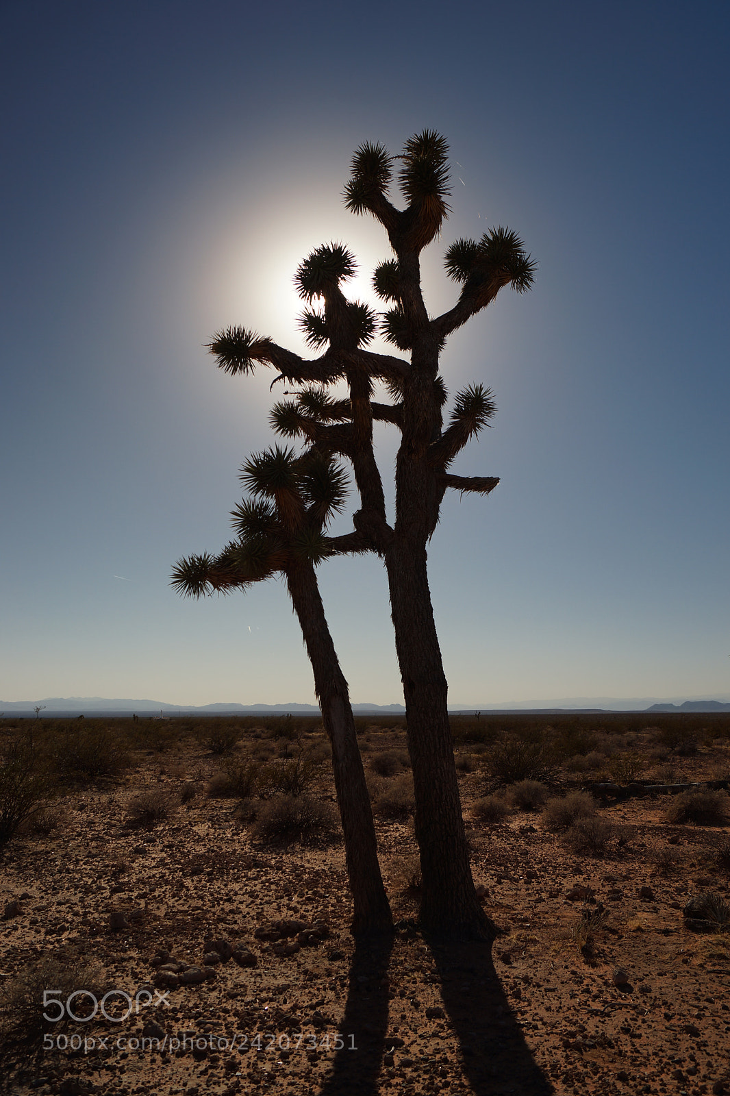Sony SLT-A65 (SLT-A65V) sample photo. Joshua tree photography