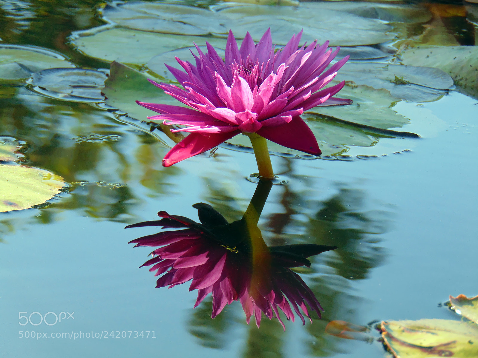 Sony Cyber-shot DSC-H300 sample photo. Reflection of colors photography