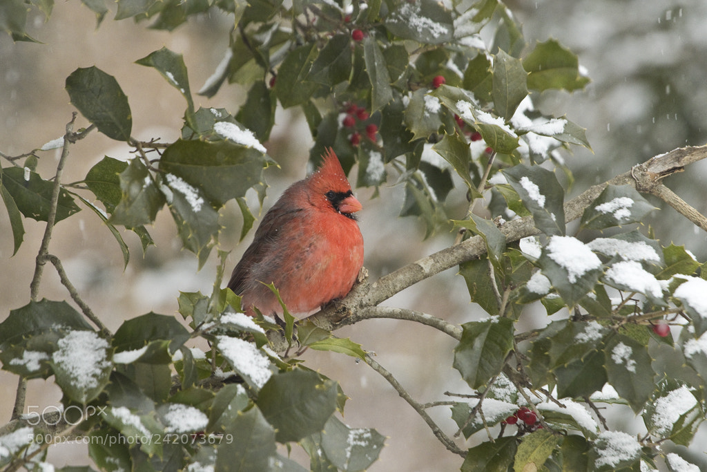 Canon EOS 7D Mark II sample photo. Male northern cardinal, connecticut, 2017 photography