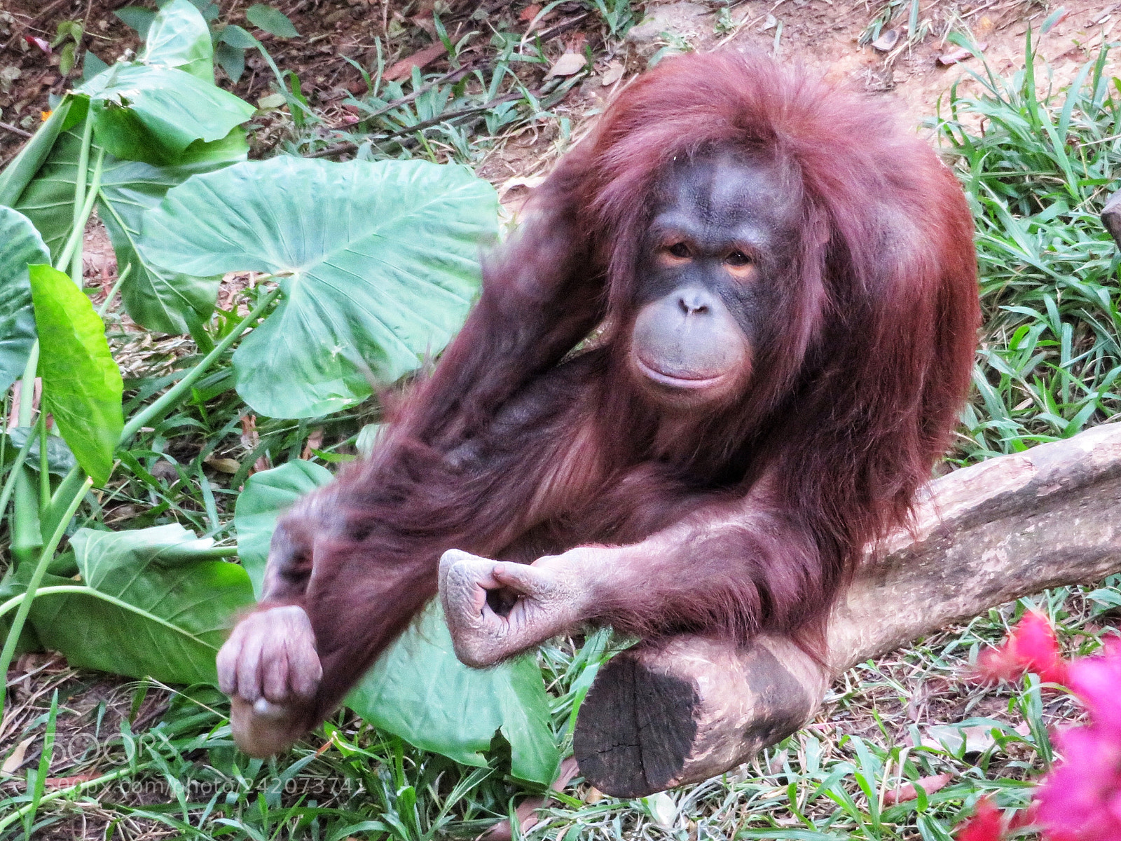 Canon PowerShot SX720 HS sample photo. Orangutan photography