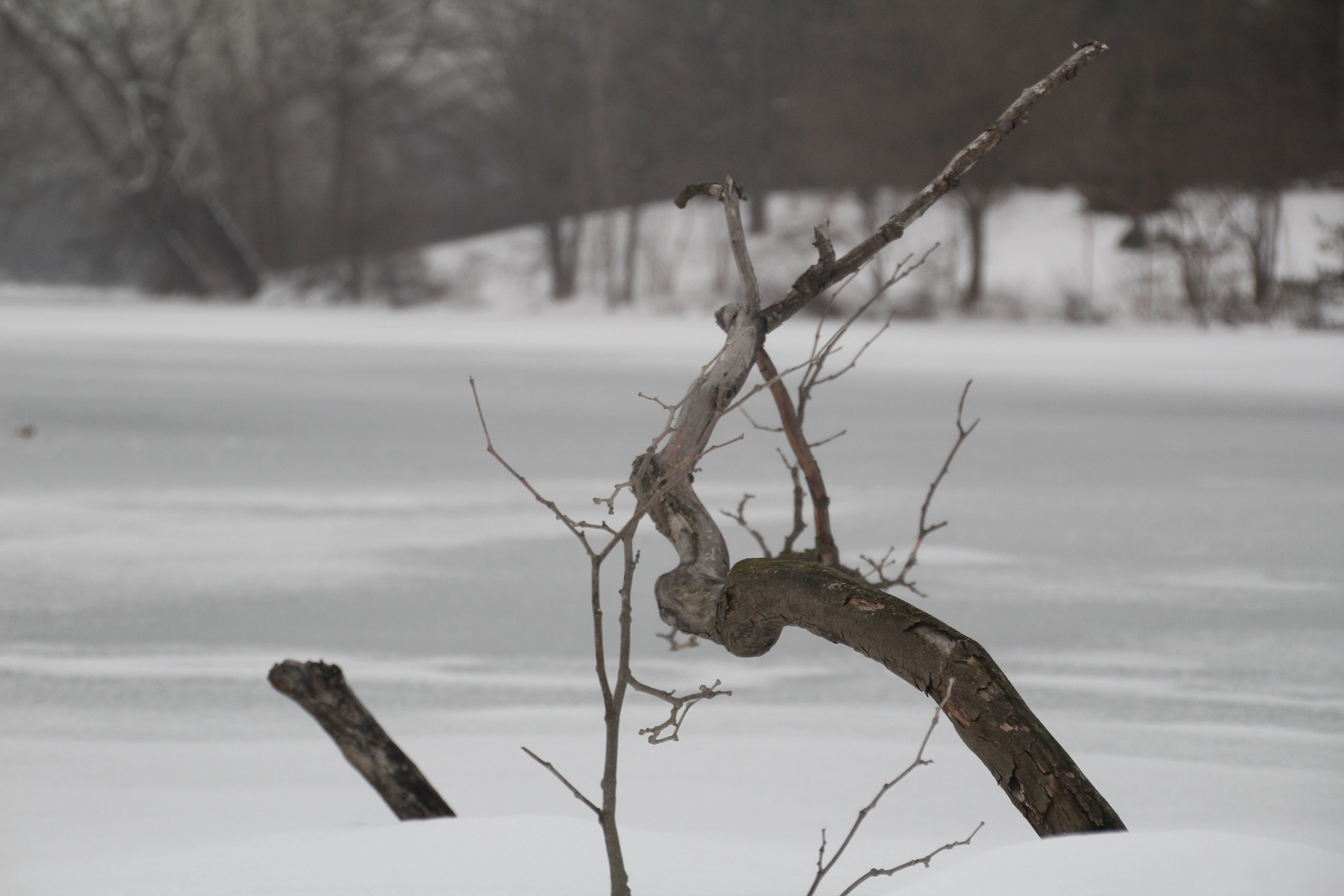 Canon EOS 1200D (EOS Rebel T5 / EOS Kiss X70 / EOS Hi) sample photo. Growing twig. 越來越多的樹枝。 creciente ramita. 成長している小枝。 photography