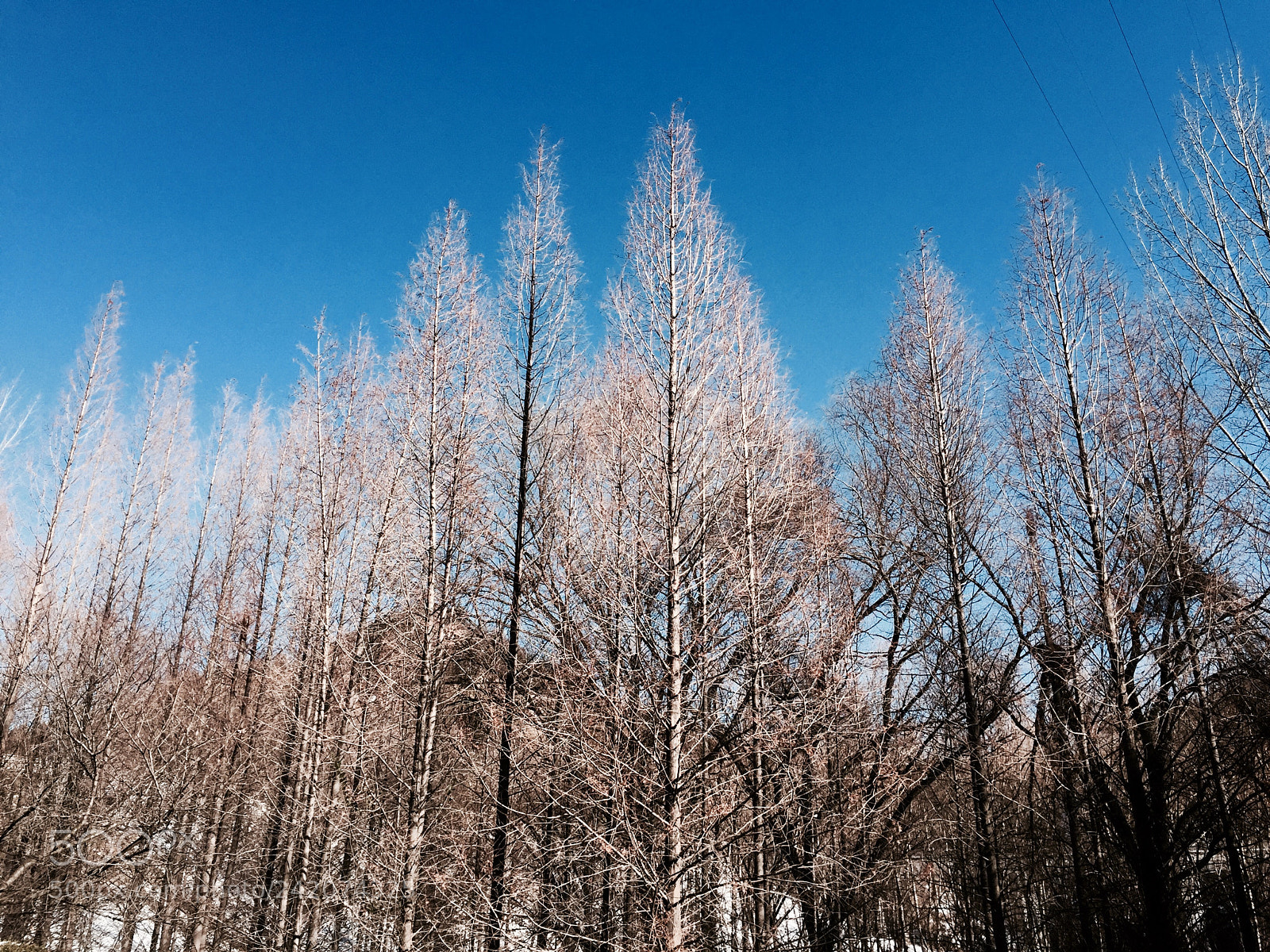 Apple iPhone 6 sample photo. Sunny winter photography