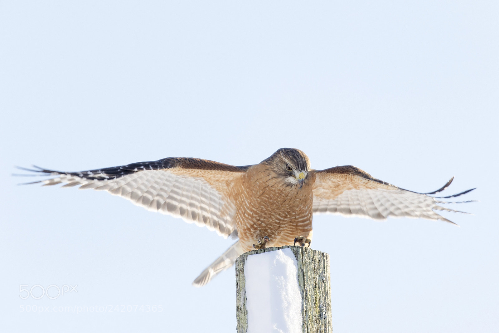 Canon EOS 7D Mark II sample photo. Ready for take off photography