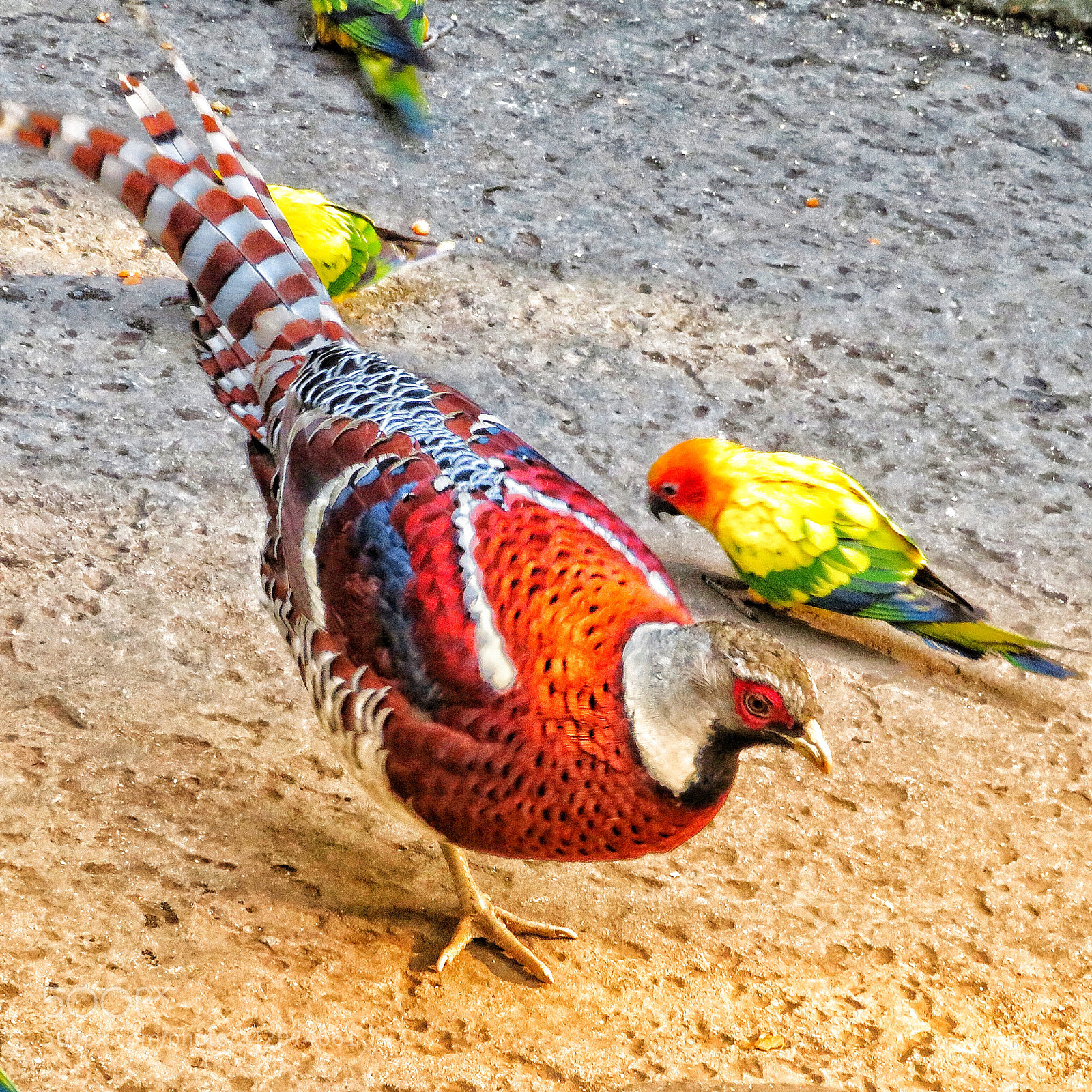 Canon PowerShot SX720 HS sample photo. Elliot's pheasant photography