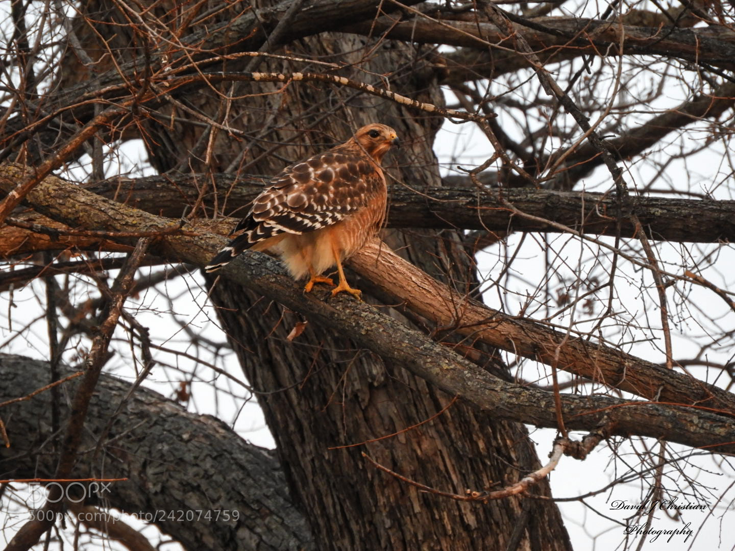 Nikon Coolpix B700 sample photo. Chicken hawk photography