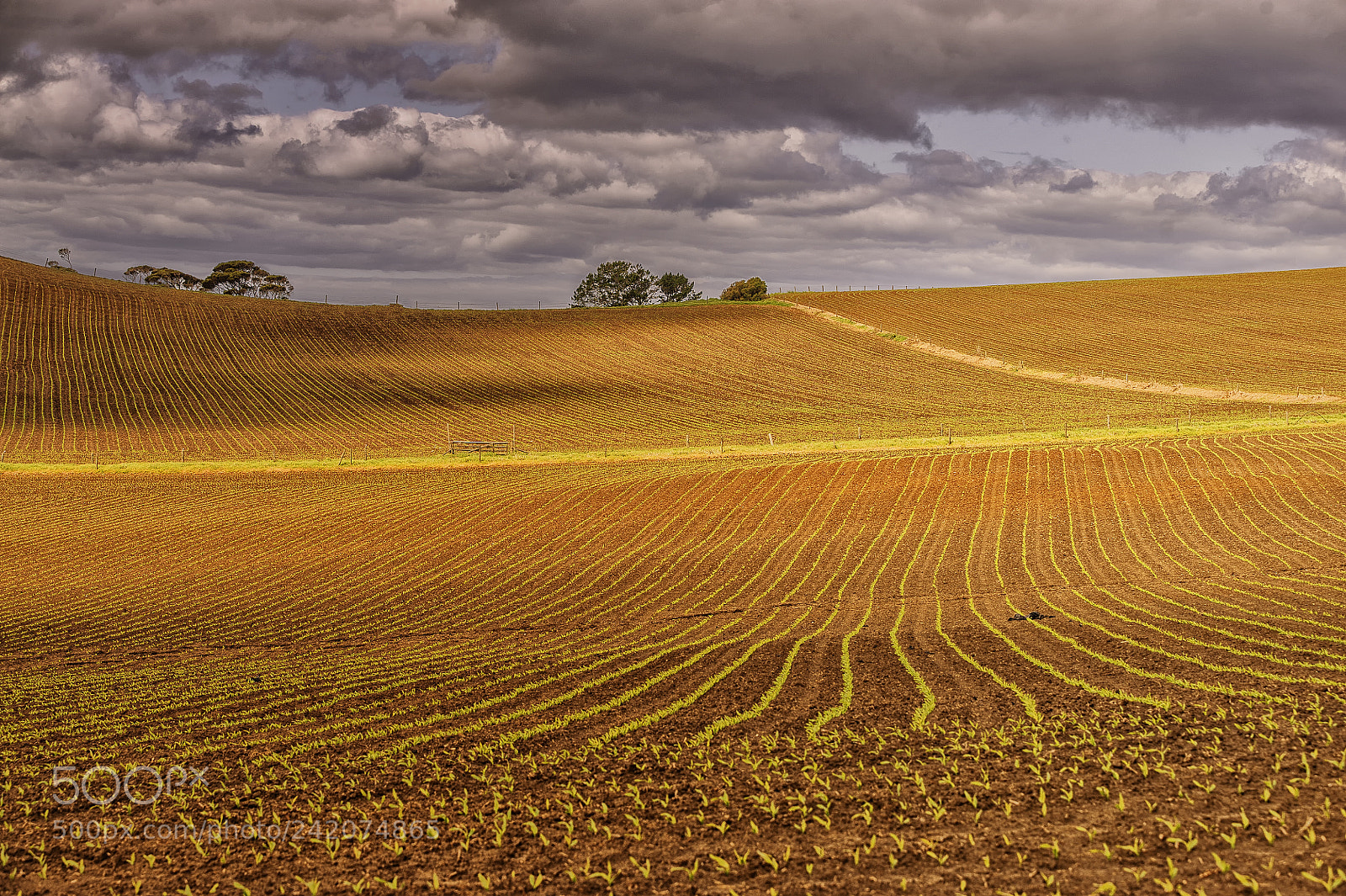 Nikon D700 sample photo. Cornfield. south head photography