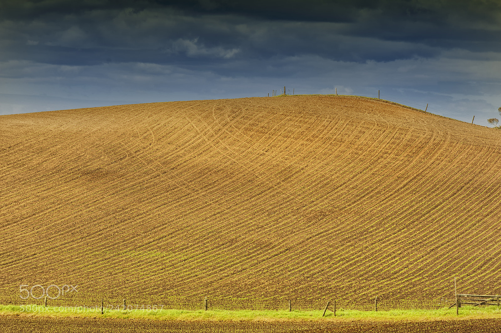 Nikon D700 sample photo. Cornfield, south head photography