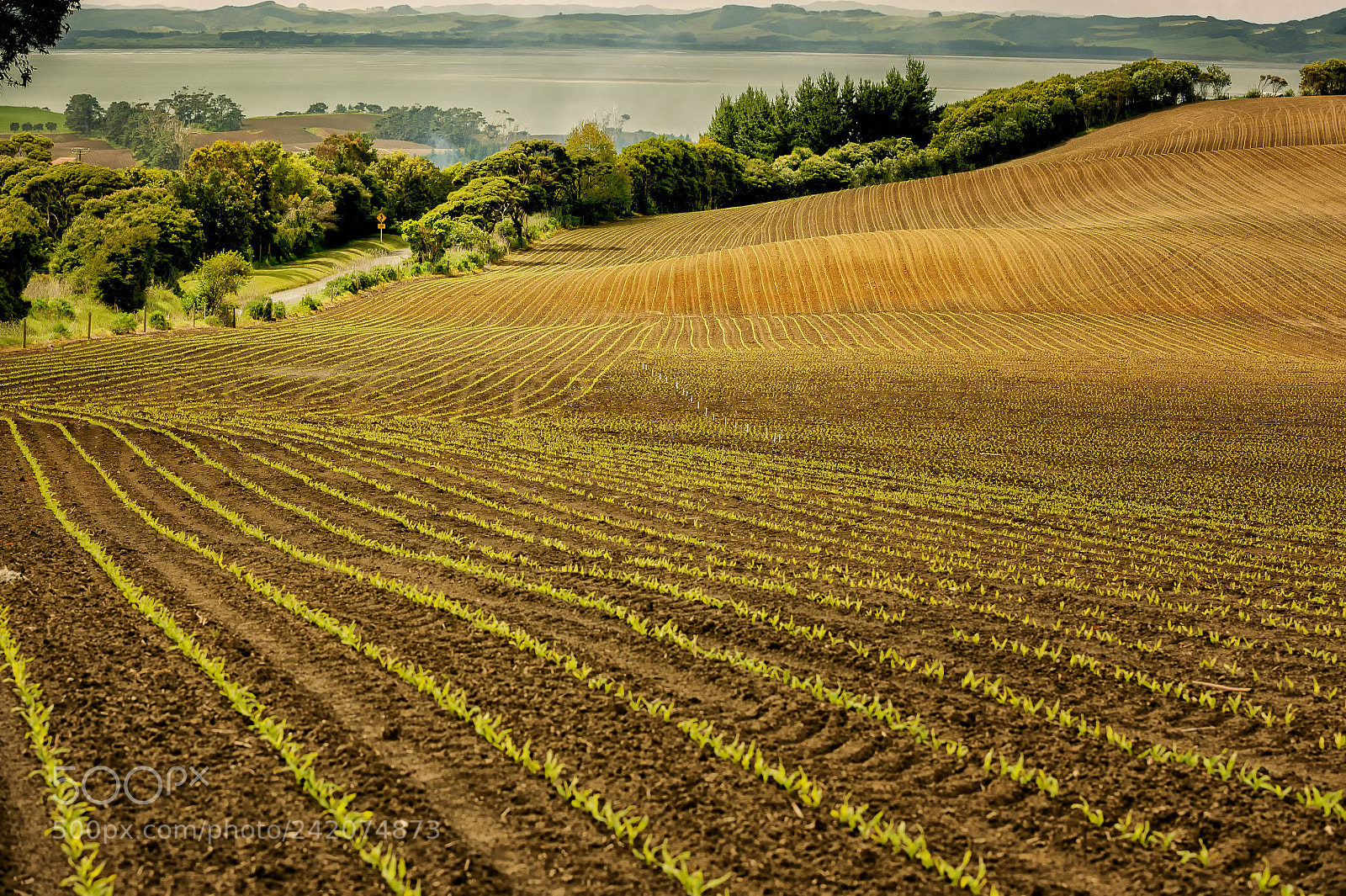 Nikon D700 sample photo. Cornfield, south head photography